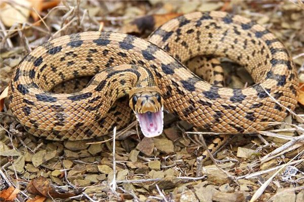 O que significa sonhar com cobra deitada de costas?