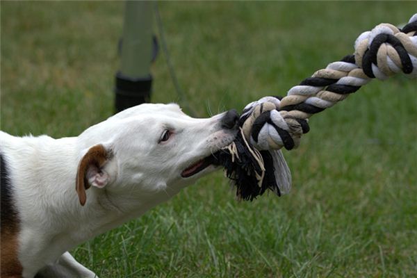 O que significa sonhar com cachorro mordendo sua mao