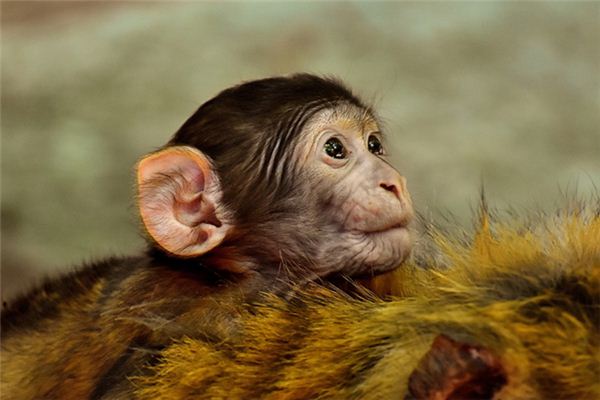 O que significa sonhar com macaco sem rabo