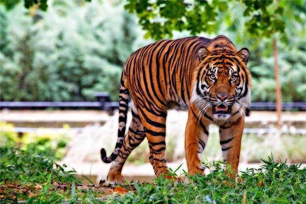 O significado espiritual de sonhar com tigres