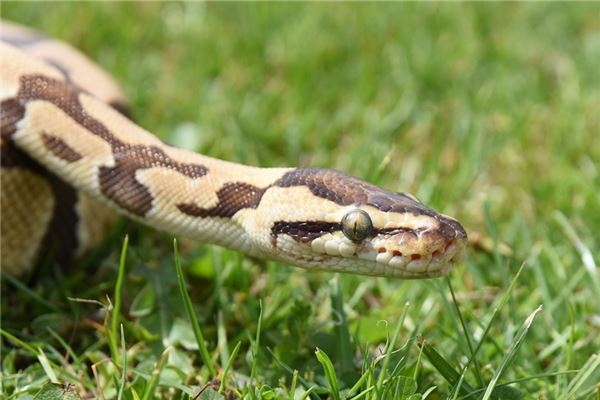 O significado espiritual de sonhar com muitas cobras em casa