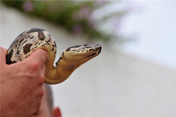 O significado espiritual de sonhar que muitas cobras morreram