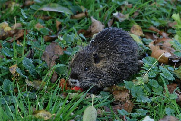 O que significa sonhar com rato almiscarado