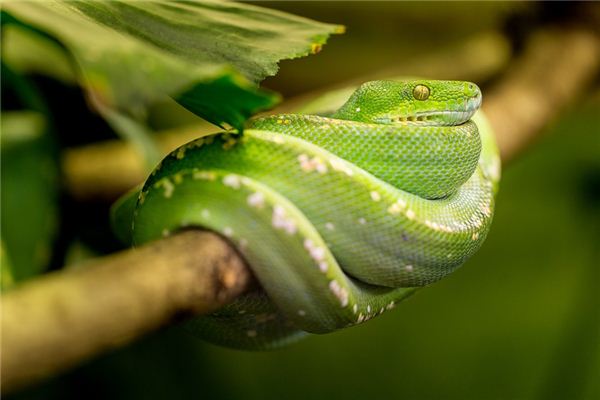 O que significa sonhar com cobra longa