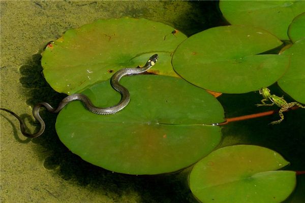 O significado espiritual de sonhar que está sendo perseguido por cobras