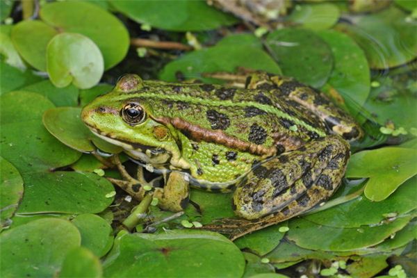 O símbolo espiritual de sonhar em acertar um sapo com uma pedra