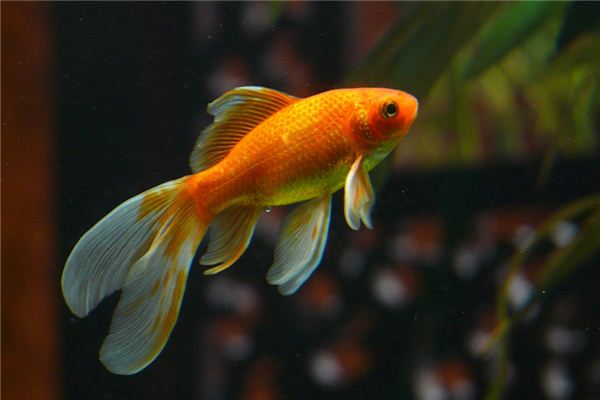 O significado espiritual de sonhar com peixinho dourado