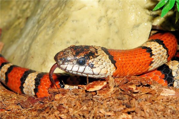 O significado espiritual de sonhar com cobras coloridas