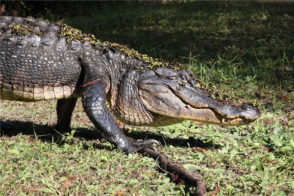 O símbolo espiritual de sonhar com um grande crocodilo