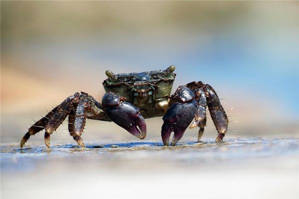 O que significa sonhar com tartarugas e caranguejos