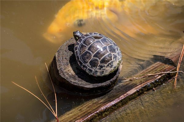 O que significa sonhar com tartaruga comendo cobra