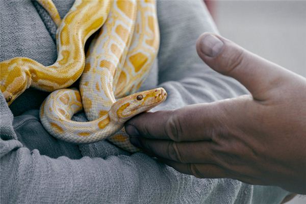 O significado espiritual de sonhar com cobra nadando na água