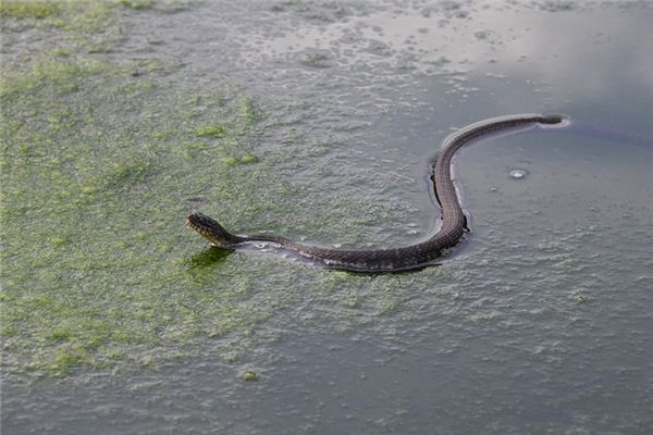 O significado espiritual de sonhar com cobras me perseguindo