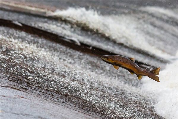 O significado espiritual de sonhar com peixe pulando da água