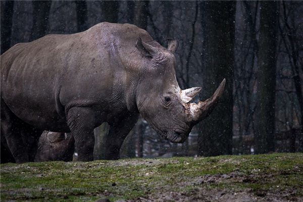 O significado espiritual de sonhar com rinocerontes