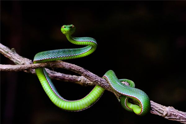 O significado espiritual de sonhar com cobra entrando em casa