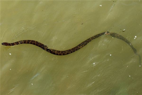 O significado espiritual de sonhar com cobra na água