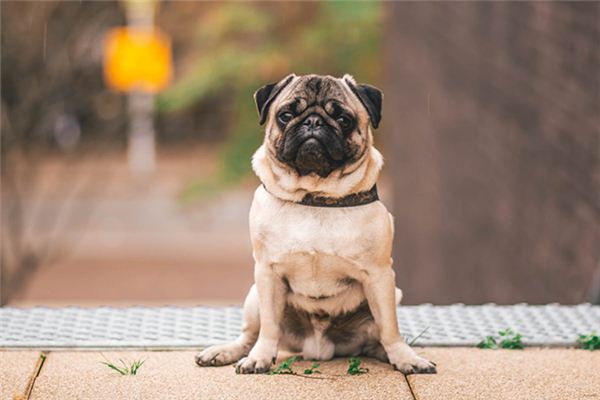 O significado espiritual de sonhar com cachorro