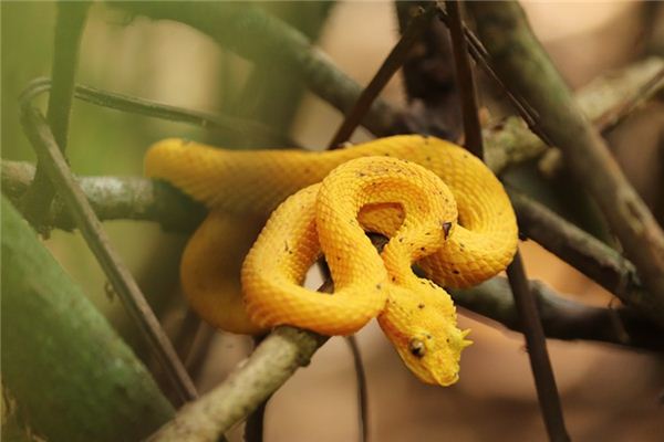 O símbolo espiritual de sonhar com uma víbora pit