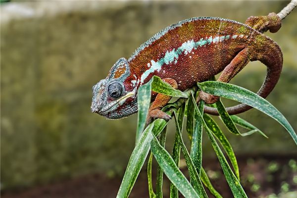 O símbolo espiritual de sonhar com um camaleão