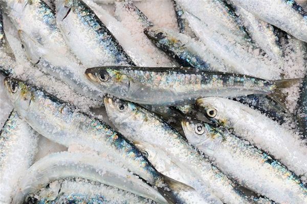 O significado espiritual de sonhar com sardinha