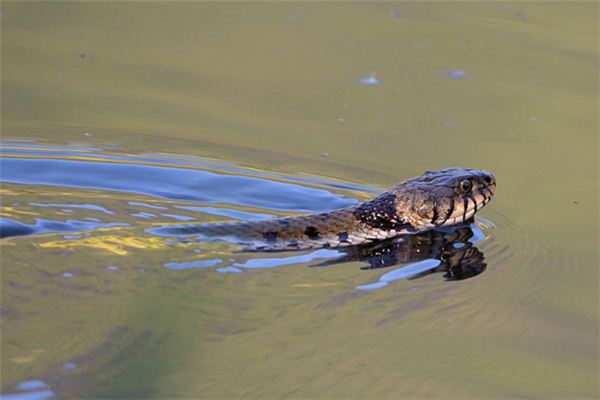 O que significa sonhar com banho de cobra