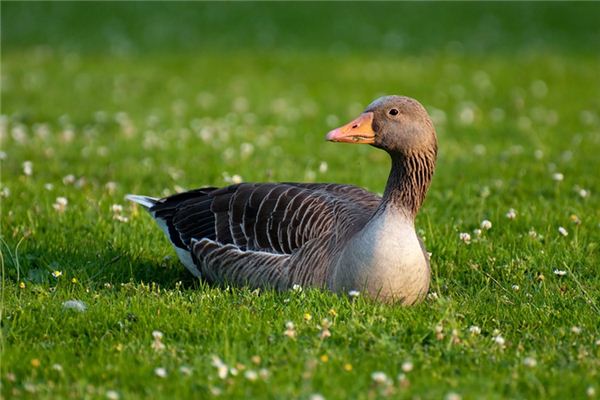 O que significa sonhar com ganso e pato