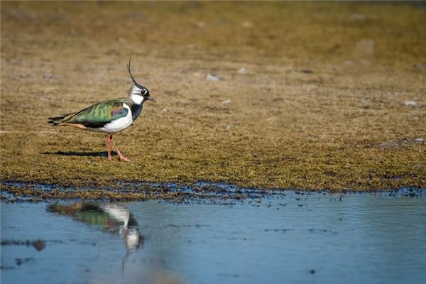 O significado espiritual de sonhar com pato selvagem