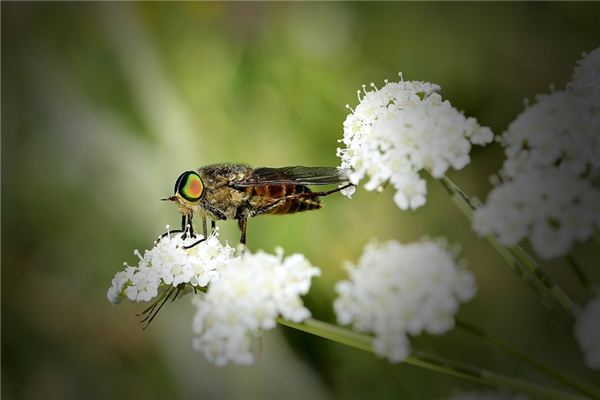 O que significa sonhar com mosca