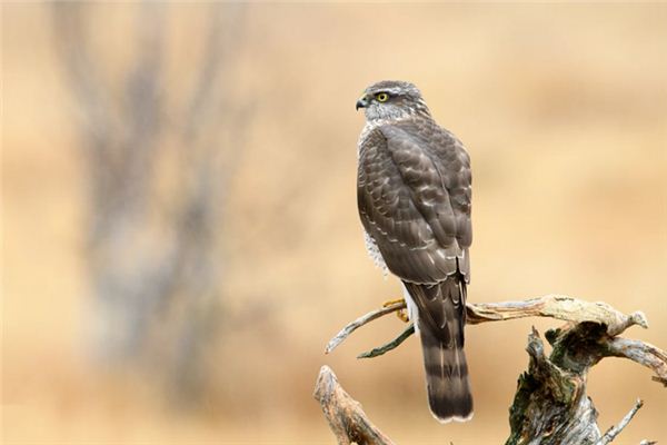 O que significa sonhar com escorpião