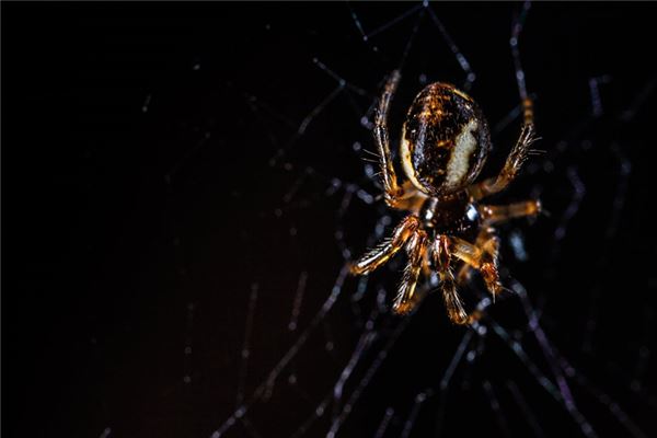 O que significa sonhar com aranha negra