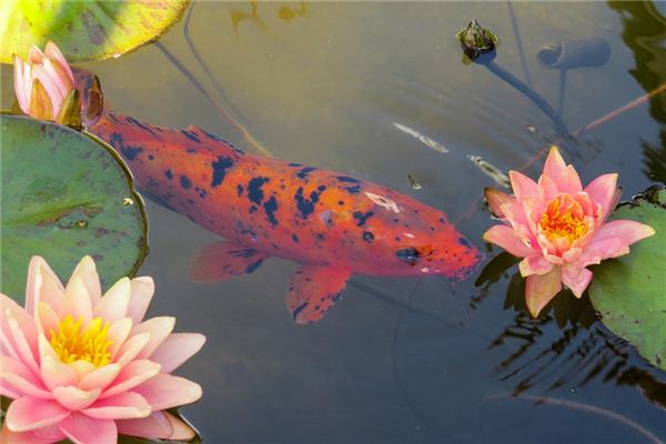 O que significa sonhar com peixinho dourado