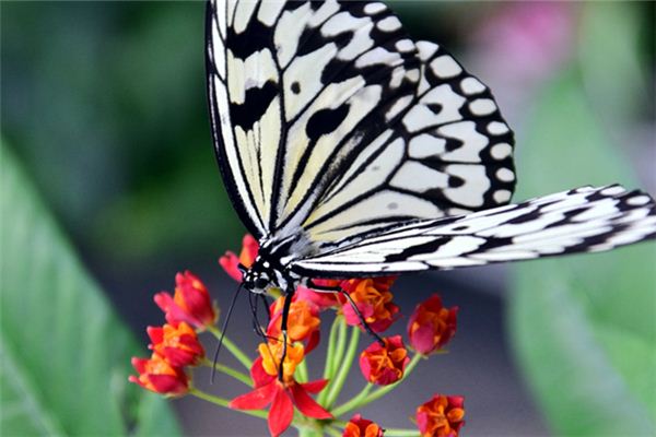 O que significa sonhar com borboleta branca