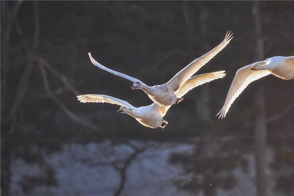 O que significa sonhar com um cisne voando no céu