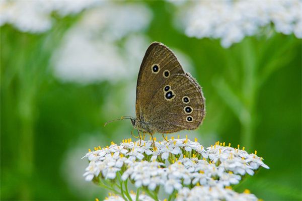 O que significa sonhar com borboleta com asas quebradas