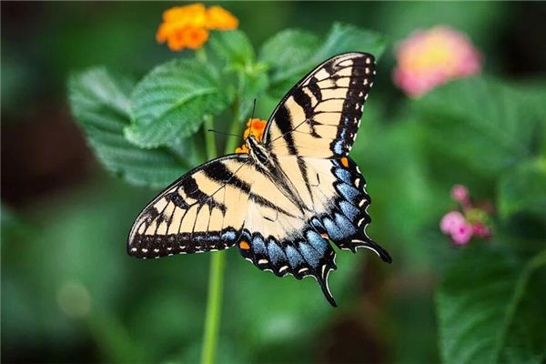 O que significa sonhar com borboleta caindo na sua cabeça