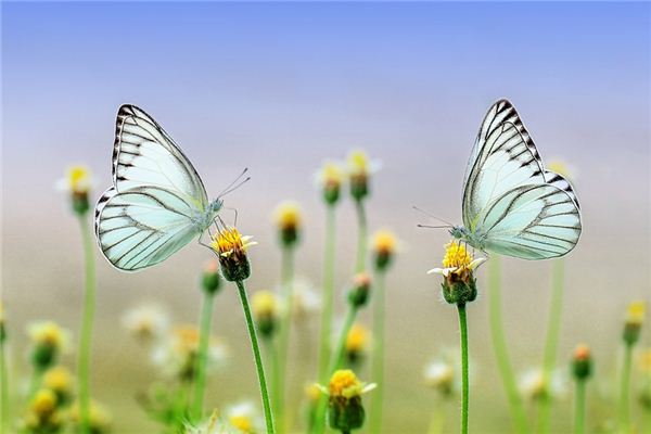 O que significa sonhar com perseguindo borboletas