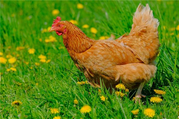 O que significa sonhar com matando uma galinha?