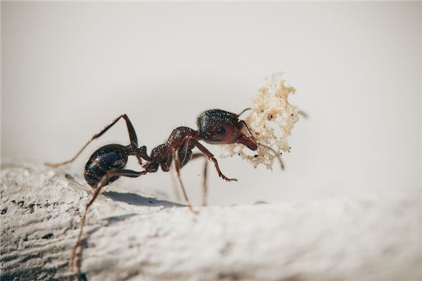 O que significa sonhar com formiga segurando algo na boca