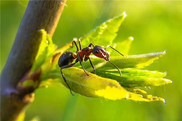 O que significa sonhar com duas formigas brigando