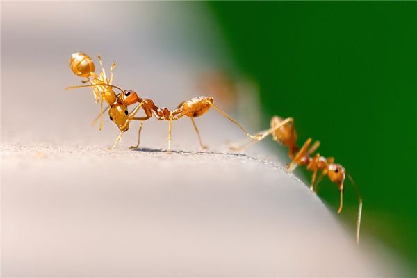 O que significa sonhar com formigas na comida
