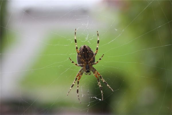 O que significa sonhar com teia de aranha