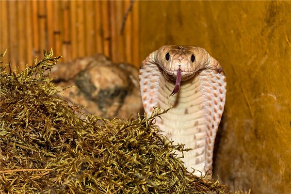 O que significa sonhar com cobra venenosa