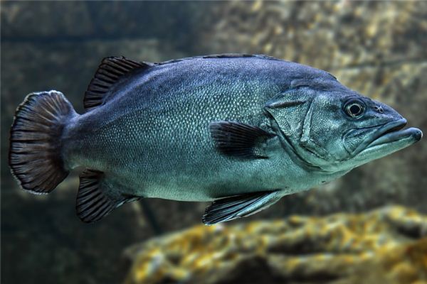 O que significa sonhar com peixe preto