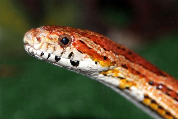 O que significa sonhar com cobra vermelha