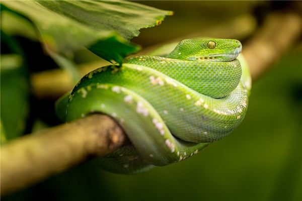 O que significa sonhar com cobra verde