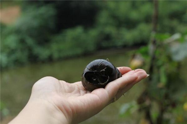 O que significa sonhar com caracóis e conchas