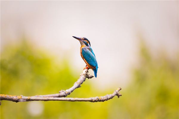 O que significa sonhar com martim-pescador