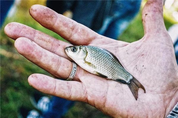 O que significa sonhar com captura de carpa cruciana