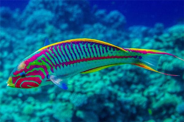 O que significa sonhar com peixes coloridos